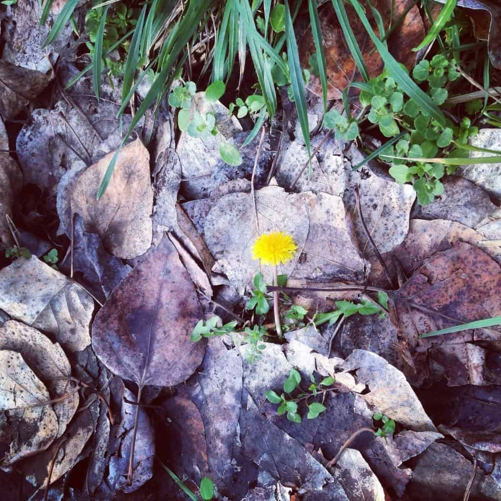 dandelion in the rough