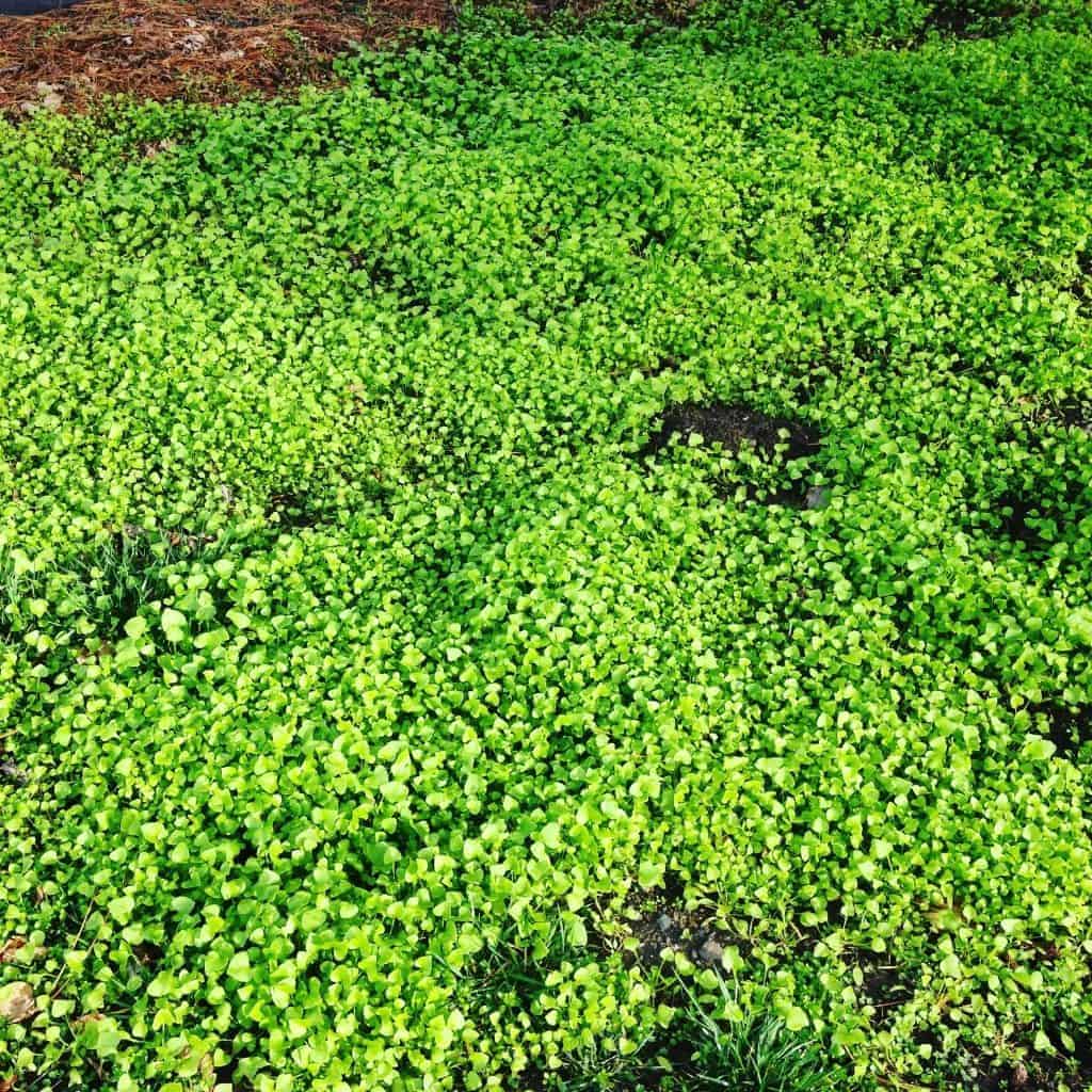 field of miner's lettuce