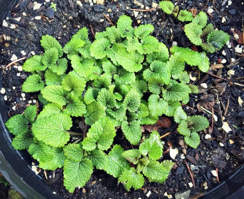 baby lemon balm