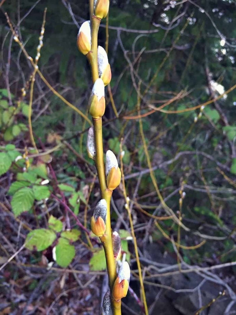Willow is a great medicinal and very useful plant. You can even use it for basket weaving! Learn how to identify and forage for willow. #forage #foraging #willow pussy willow