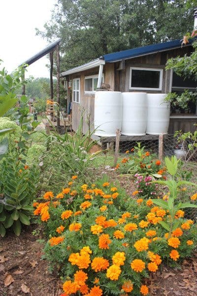 rainwater collection homestead honey
