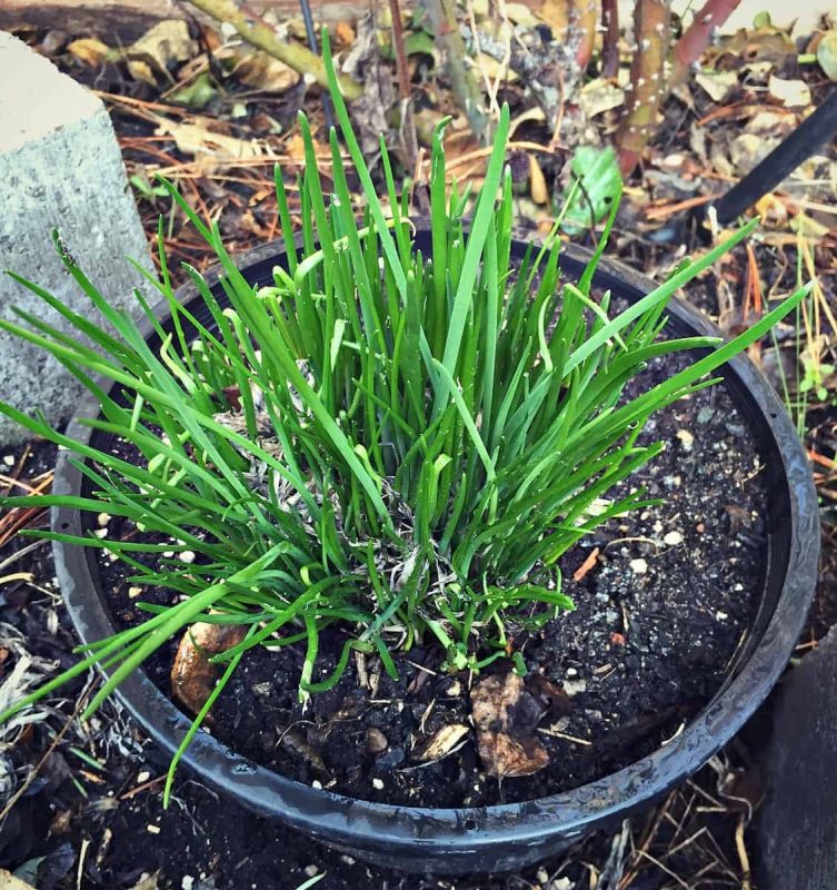 spring chives