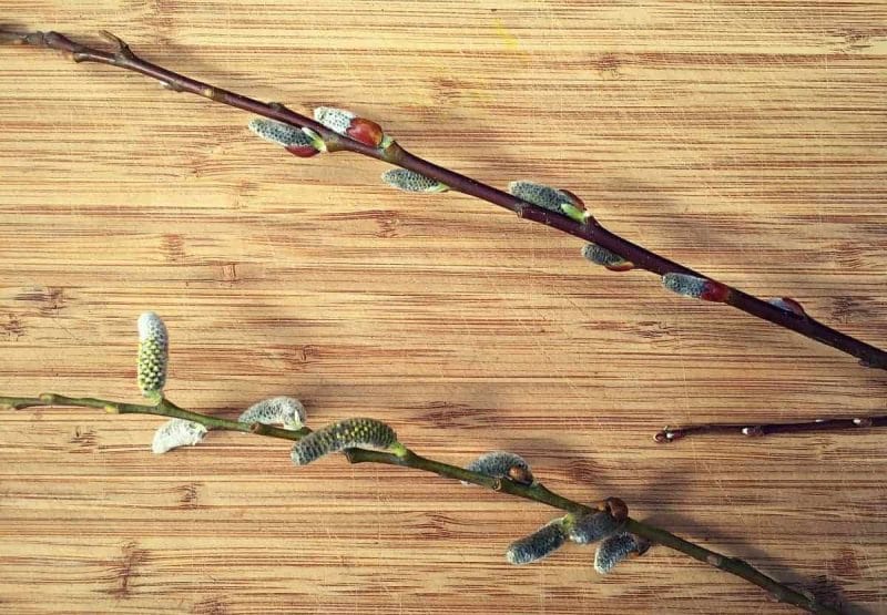 Willow is a great medicinal and very useful plant. You can even use it for basket weaving! Learn how to identify and forage for willow. #forage #foraging #willow willow