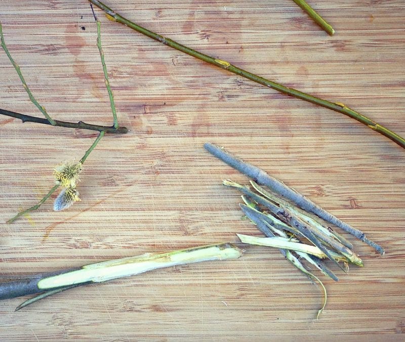 Willow is a great medicinal and very useful plant. You can even use it for basket weaving! Learn how to identify and forage for willow. #forage #foraging #willow willow bark