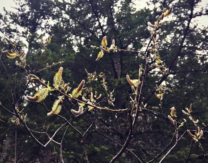 Willow is a great medicinal and very useful plant. You can even use it for basket weaving! Learn how to identify and forage for willow. #forage #foraging #willow willow branches