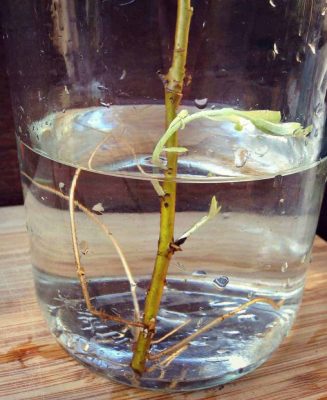 Will Rooting Foraging for Willow