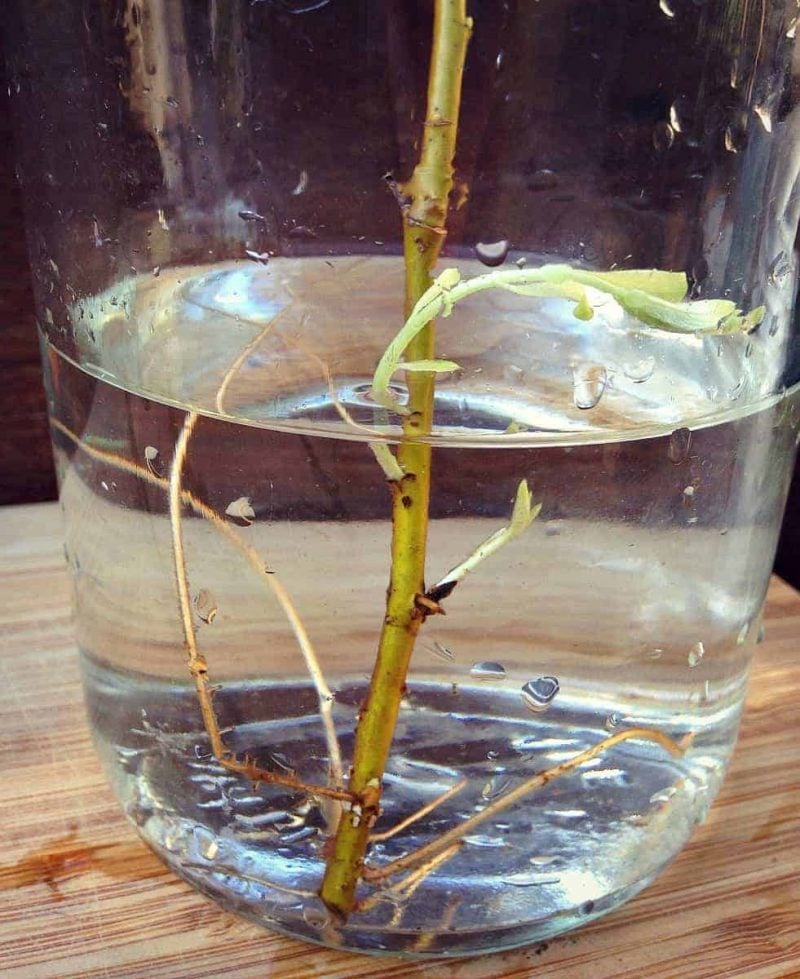 willow rooting