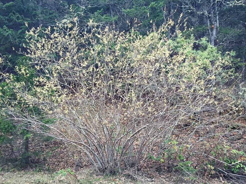 Willow is a great medicinal and very useful plant. You can even use it for basket weaving! Learn how to identify and forage for willow. #forage #foraging #willow willow tree