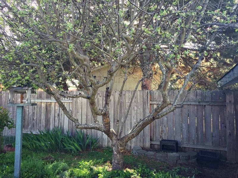 apple tree