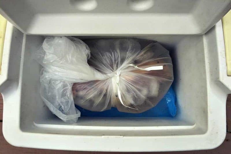 brine brisket in a cooler on ice