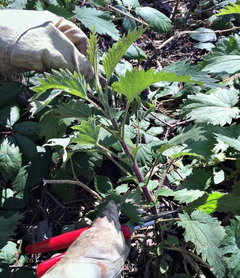 gloved hands harvesing stinging nettles with pruners