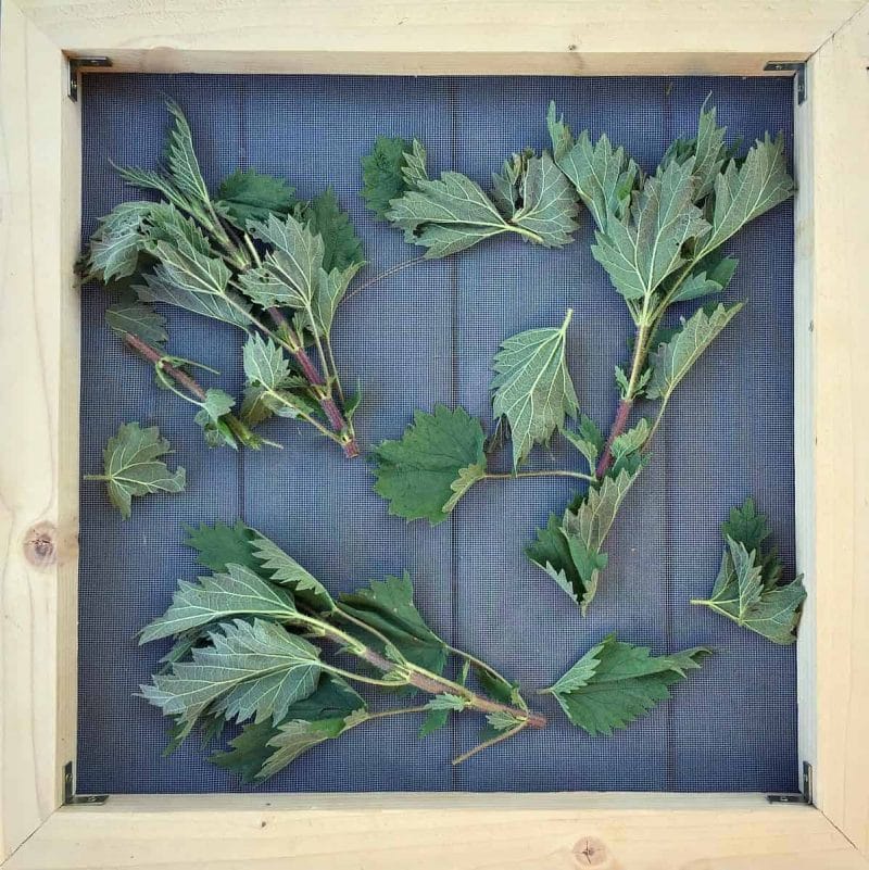 nettles on drying screen