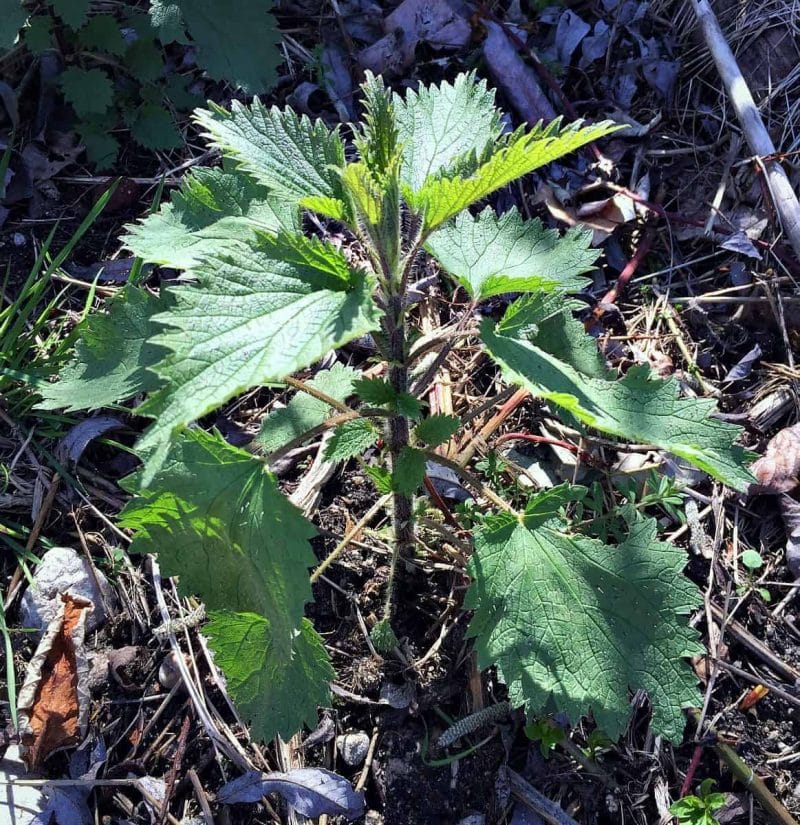 Wild Stinging Nettle Tea — Foraged & Found Edibles