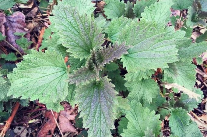 A stinging nettle growing outside.