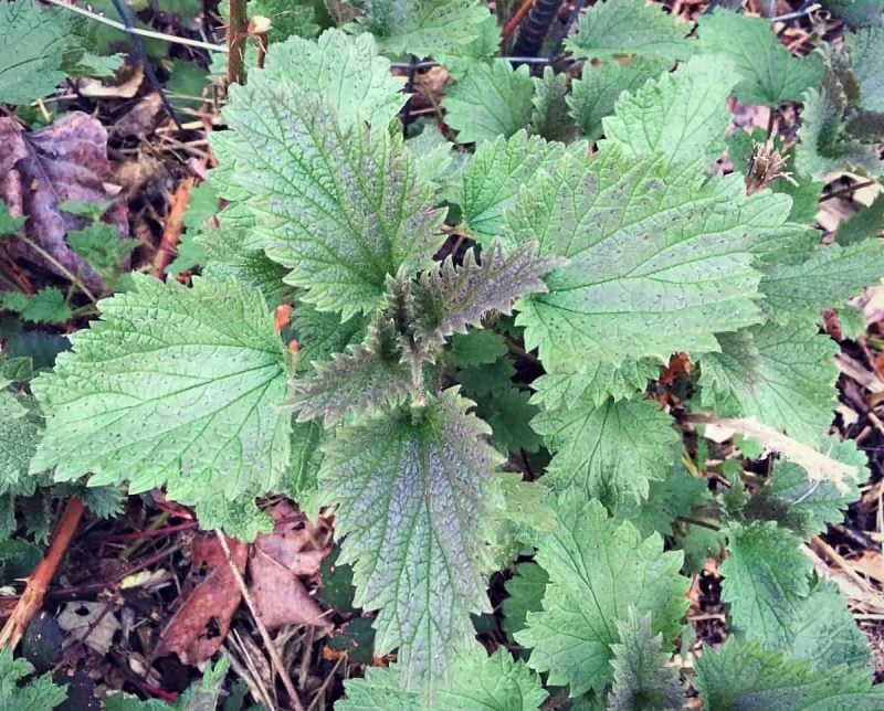 A stinging nettle growing outside. 