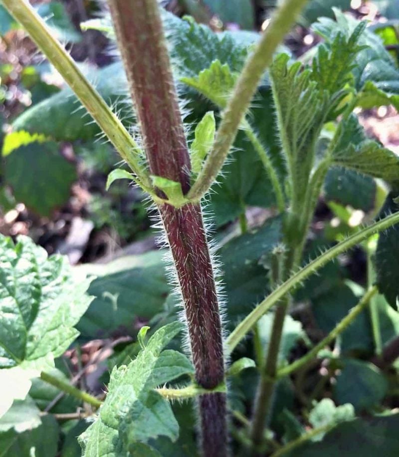 close up of stinging nettle hairs on the stem