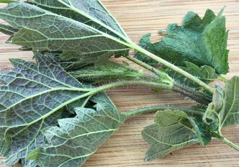 stinging nettle close up