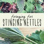 A stinging nettle plant, and foraged stinging nettles on a cutting board.