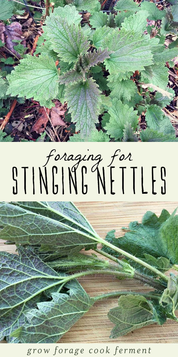 Foraging for stinging nettles isn't as hard (or scary!) as it sounds. With just a few tips and precautions, you'll be able to forage for and use stinging nettles like a pro. Learn everything you need to know about how to identify, forage for, safely harvest, and properly prepare stinging nettles for use in edible recipes and herbal remedies. #forage #wildcrafting