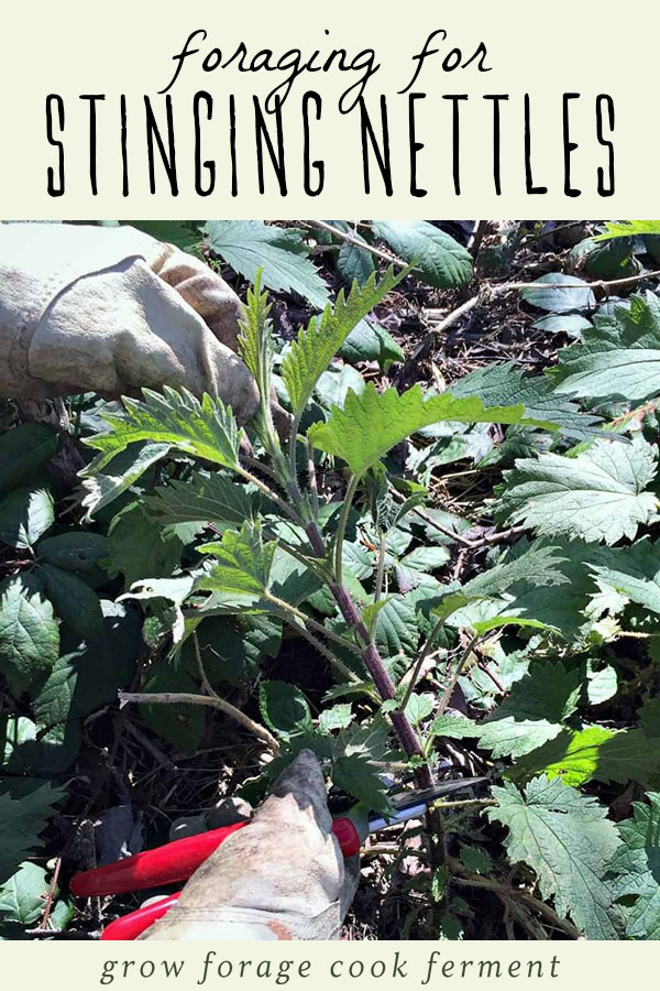 Foraging for stinging nettles isn't as hard (or scary!) as it sounds. With just a few tips and precautions, you'll be able to forage for and use stinging nettles. Learn everything you need to know about how to identify, forage for, safely harvest, and properly prepare stinging nettles for use in edible recipes and herbal remedies. A gloved hand cutting wild stinging nettles.