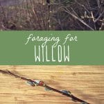 How to forage for willow.