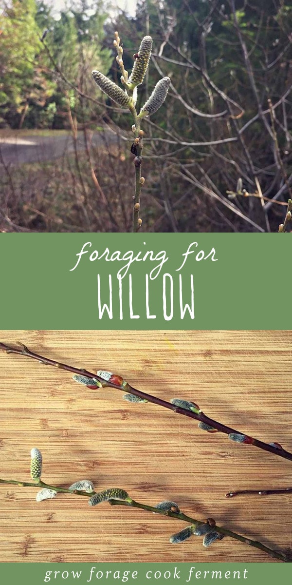 Willow is a great medicinal and very useful plant. You can even use it for basket weaving! Learn how to identify and forage for willow. #forage #foraging #willow