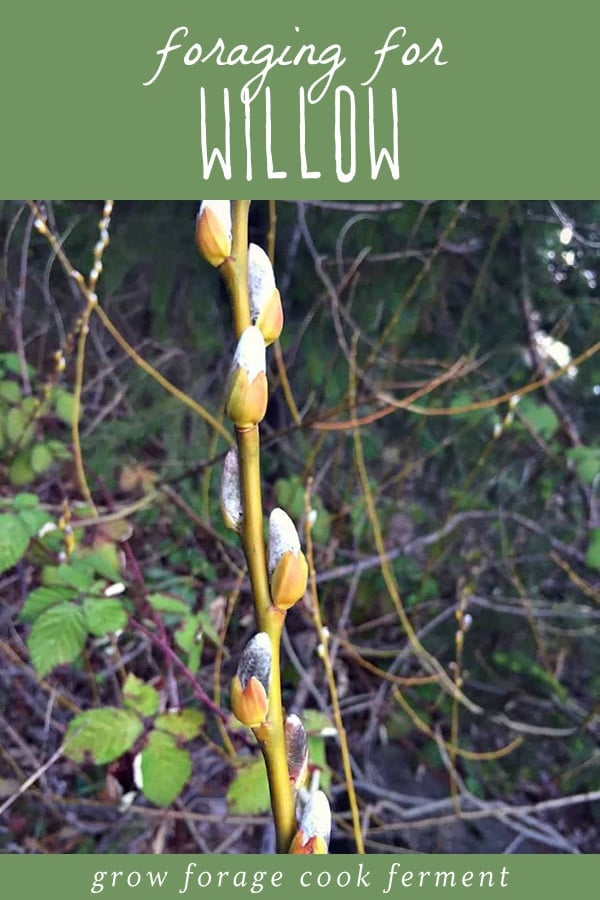 How to forage for willow.