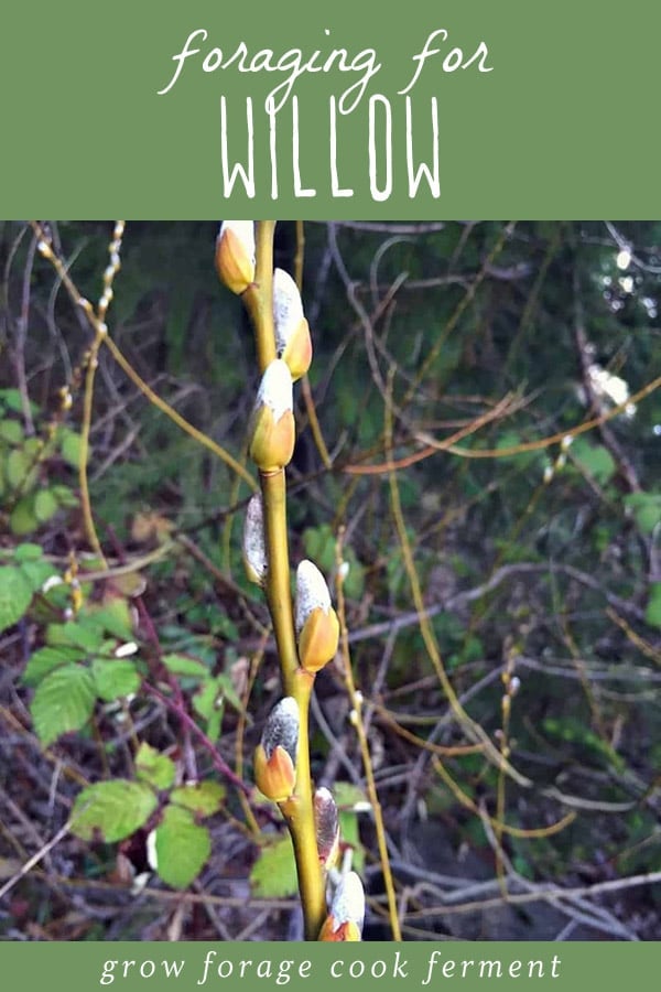 Willow is a great medicinal and very useful plant. You can even use it for basket weaving! Learn how to identify and forage for willow. #forage #foraging #willow How to forage for willow.