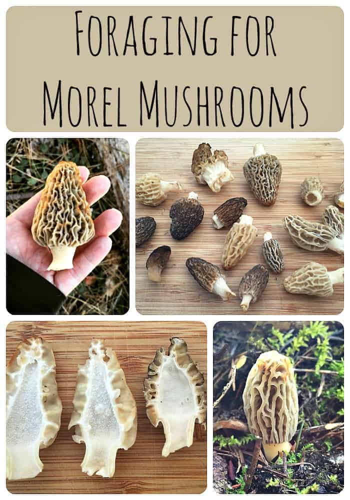 Foraging for Morel Mushrooms