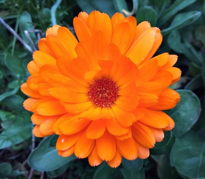 Calendula is a plant that everyone should have in their yard, for multiple reasons. Calendula is a versatile plant with many herbal, medicinal, and culinary uses. It's easy to grow in your backyard garden, and makes for both a beautiful and usefl companion plant. Learn all about this amazing edible, medicinal, and beautiful herb! #gardening #herbalism calendula flower