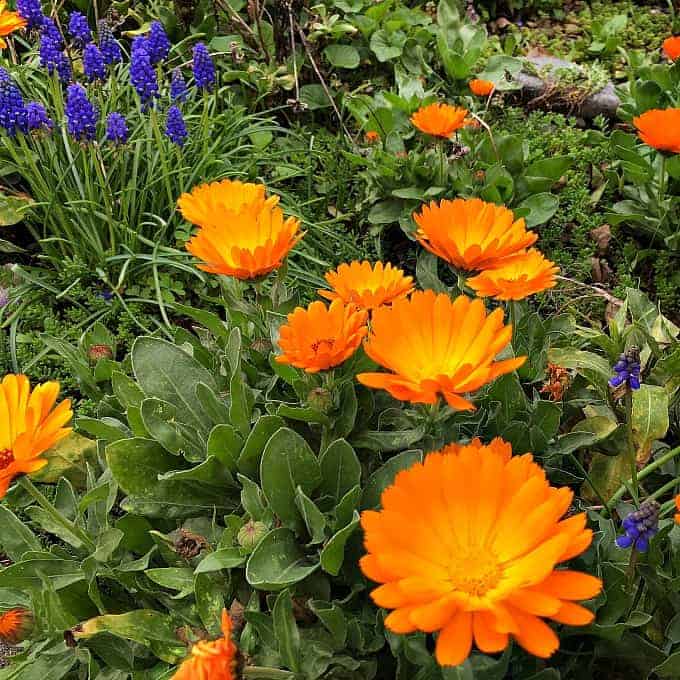 Calendula is a plant that everyone should have in their yard, for multiple reasons. Calendula is a versatile plant with many herbal, medicinal, and culinary uses. It's easy to grow in your backyard garden, and makes for both a beautiful and usefl companion plant. Learn all about this amazing edible, medicinal, and beautiful herb! #gardening #herbalism calendula garden