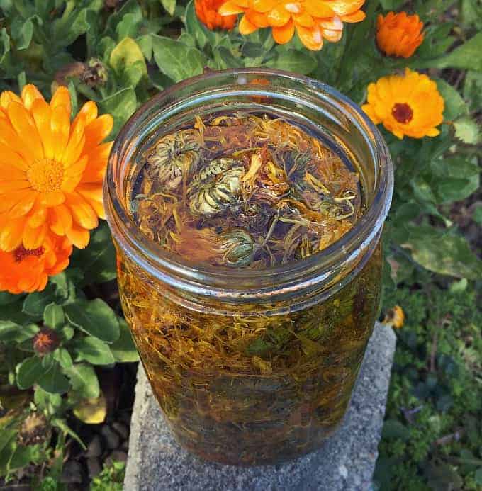 Calendula is a plant that everyone should have in their yard, for multiple reasons. Calendula is a versatile plant with many herbal, medicinal, and culinary uses. It's easy to grow in your backyard garden, and makes for both a beautiful and usefl companion plant. Learn all about this amazing edible, medicinal, and beautiful herb! #gardening #herbalism calendula infused oil