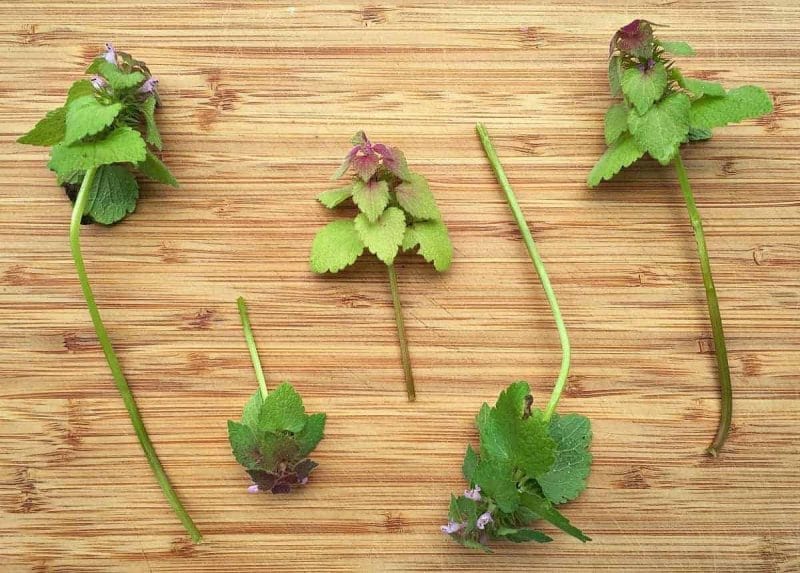 deadnettles on a wooden cutting board