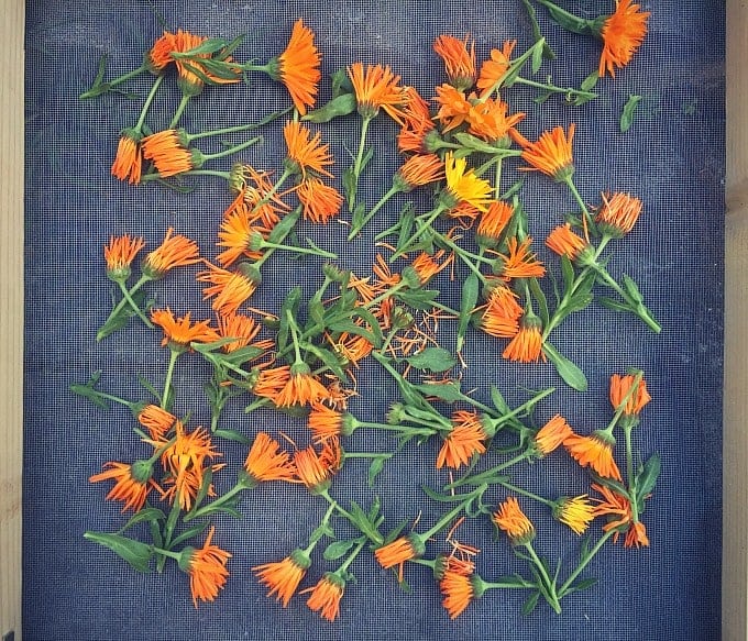 Calendula is a plant that everyone should have in their yard, for multiple reasons. Calendula is a versatile plant with many herbal, medicinal, and culinary uses. It's easy to grow in your backyard garden, and makes for both a beautiful and usefl companion plant. Learn all about this amazing edible, medicinal, and beautiful herb! #gardening #herbalism drying calendula