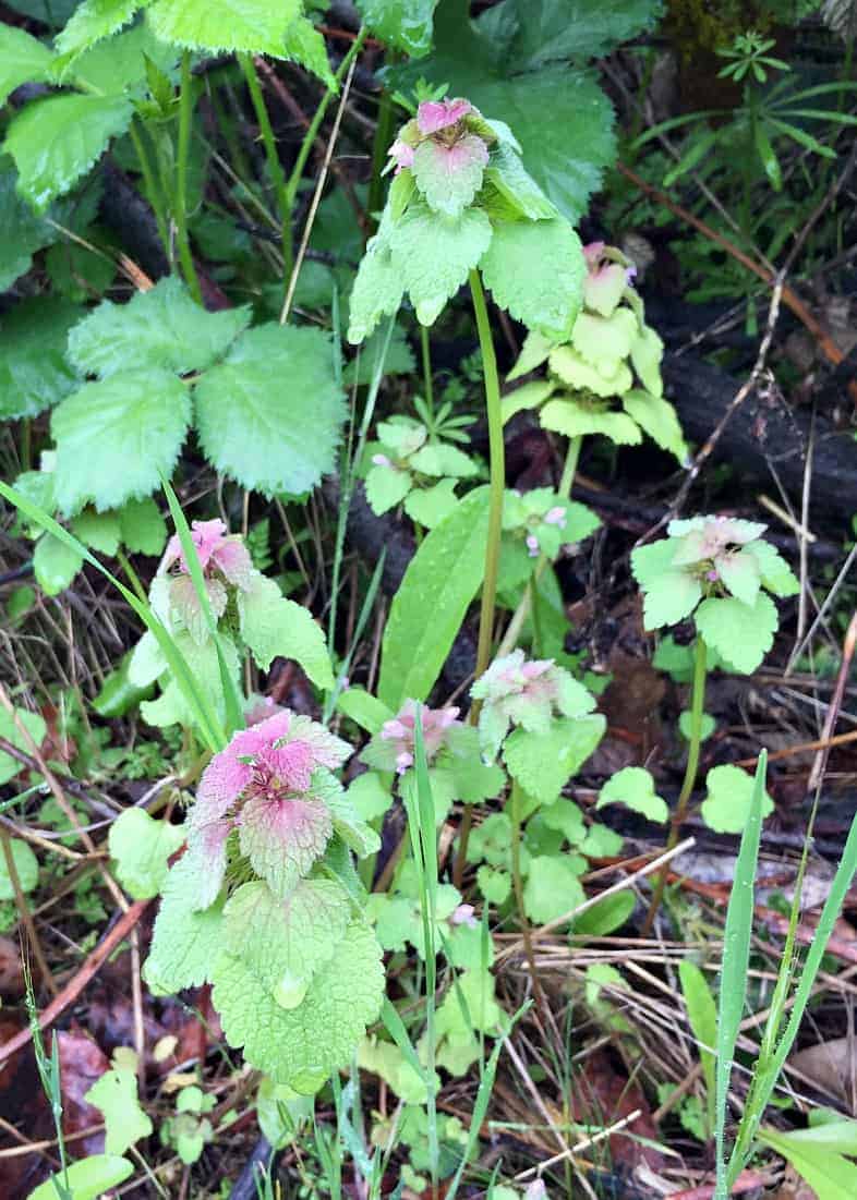 purple deadnettle growing with other weeds