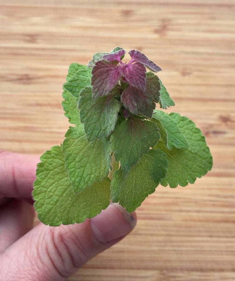 Dead-nettle: the herbaceous plant in detail - Plantura