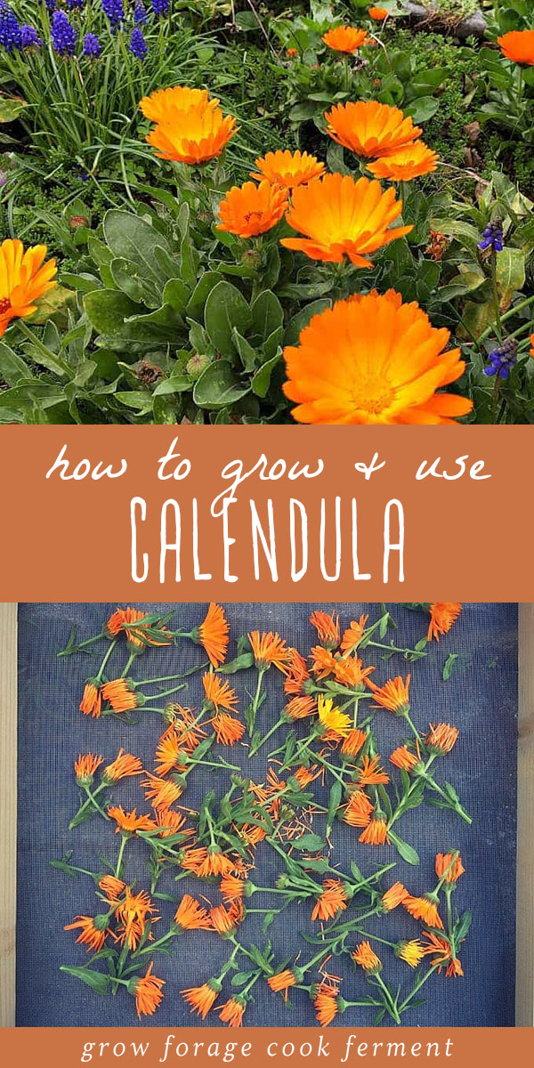 Calendula how to grow