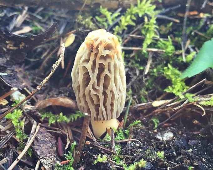 morel mushroom coming out of the ground