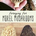 A woman holding a foraged morel mushroom, and foraged morel mushrooms on a cutting board.