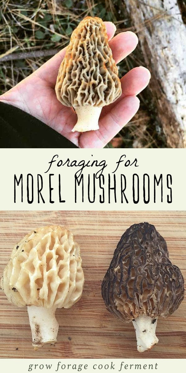 Learn how to identify and forage for morel mushrooms! This elusive mushroom is prized for it’s tastiness, and can only be wildcrafted as no one has figured out how to grow them (yet). Learn everything you need to know about finding tasty morel mushrooms in the spring foraging season. #foraging #mushrooms