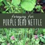 Purple dead nettle plants, and easy to forage for wild weed.