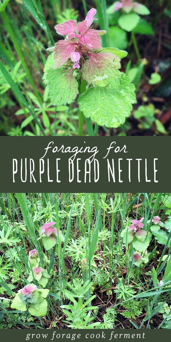Purple dead nettle is an easy to forage edible and medicinal plant that is most likely growing somewhere near you. It's easy and fun to forage for, with many uses! Learn how to identify, forage for, and use purple dead nettle in recipes and in herbal medicine. #forage #wildcrafting