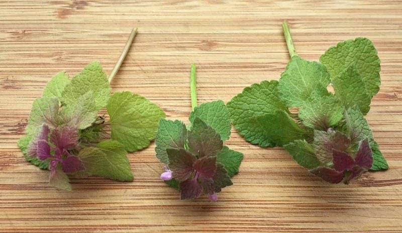 purple deadnettles close up