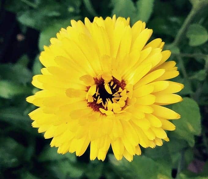 Calendula is a plant that everyone should have in their yard, for multiple reasons. Calendula is a versatile plant with many herbal, medicinal, and culinary uses. It's easy to grow in your backyard garden, and makes for both a beautiful and usefl companion plant. Learn all about this amazing edible, medicinal, and beautiful herb! #gardening #herbalism yellow calendula