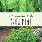 A large mint plant growing in a permaculture garden and fresh mint leaves.