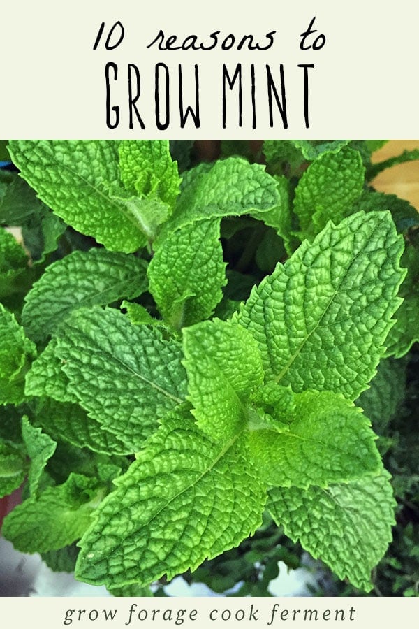 Fresh mint plant