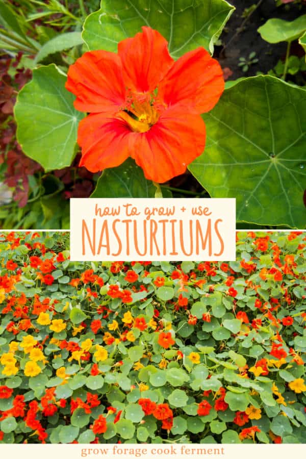 How to Grow and Use Nasturtiums