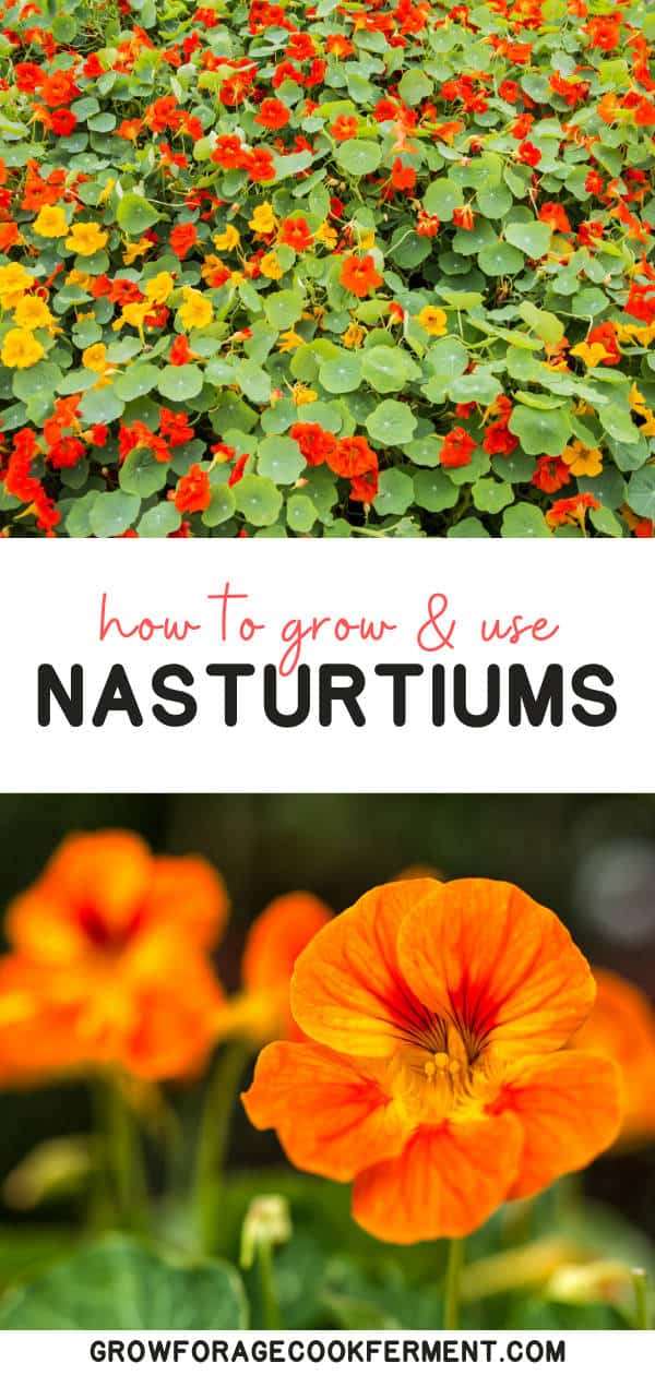 How to Grow and Use Nasturtiums