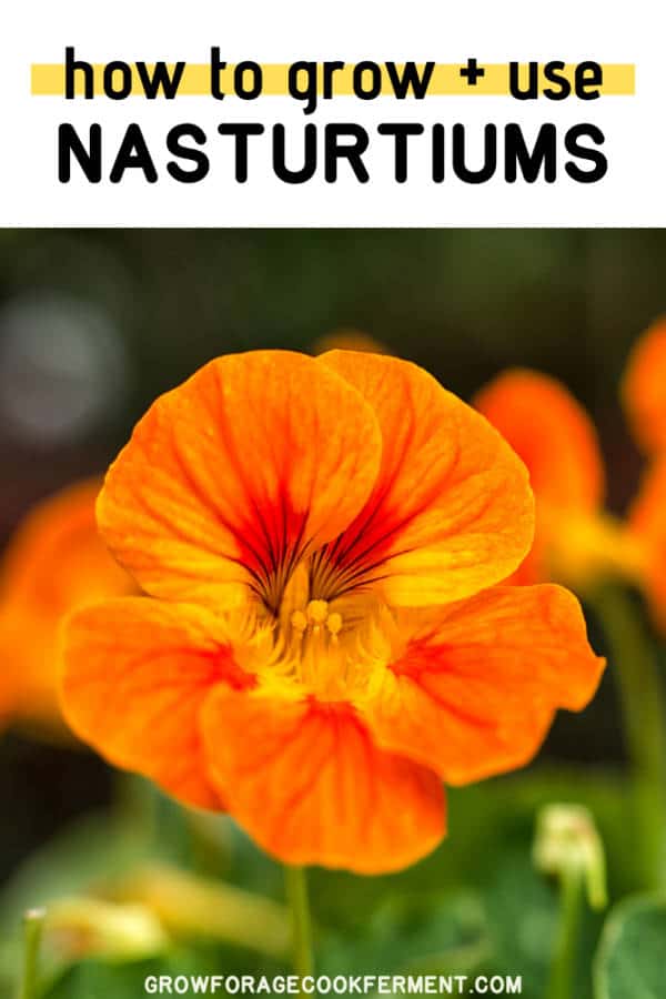 How to Grow and Use Nasturtiums