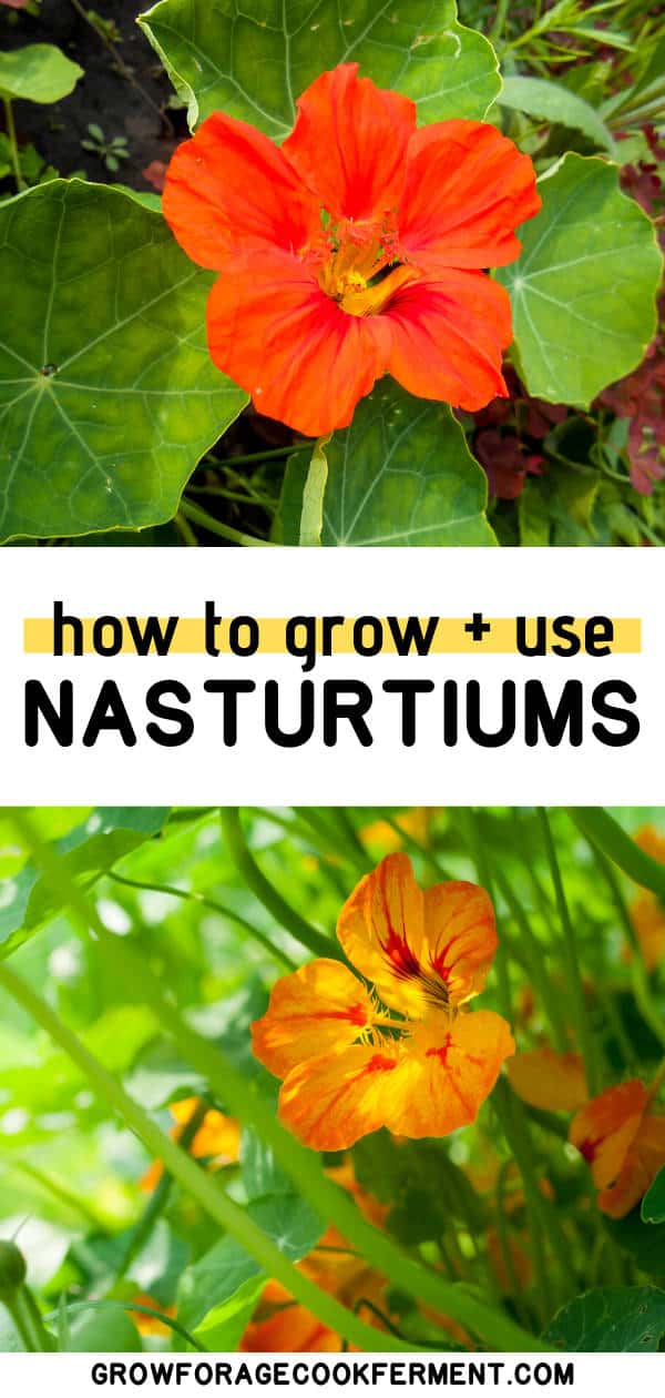 How to Grow and Use Nasturtiums